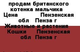 продам британского котенка-мальчика › Цена ­ 2 000 - Пензенская обл., Пенза г. Животные и растения » Кошки   . Пензенская обл.,Пенза г.